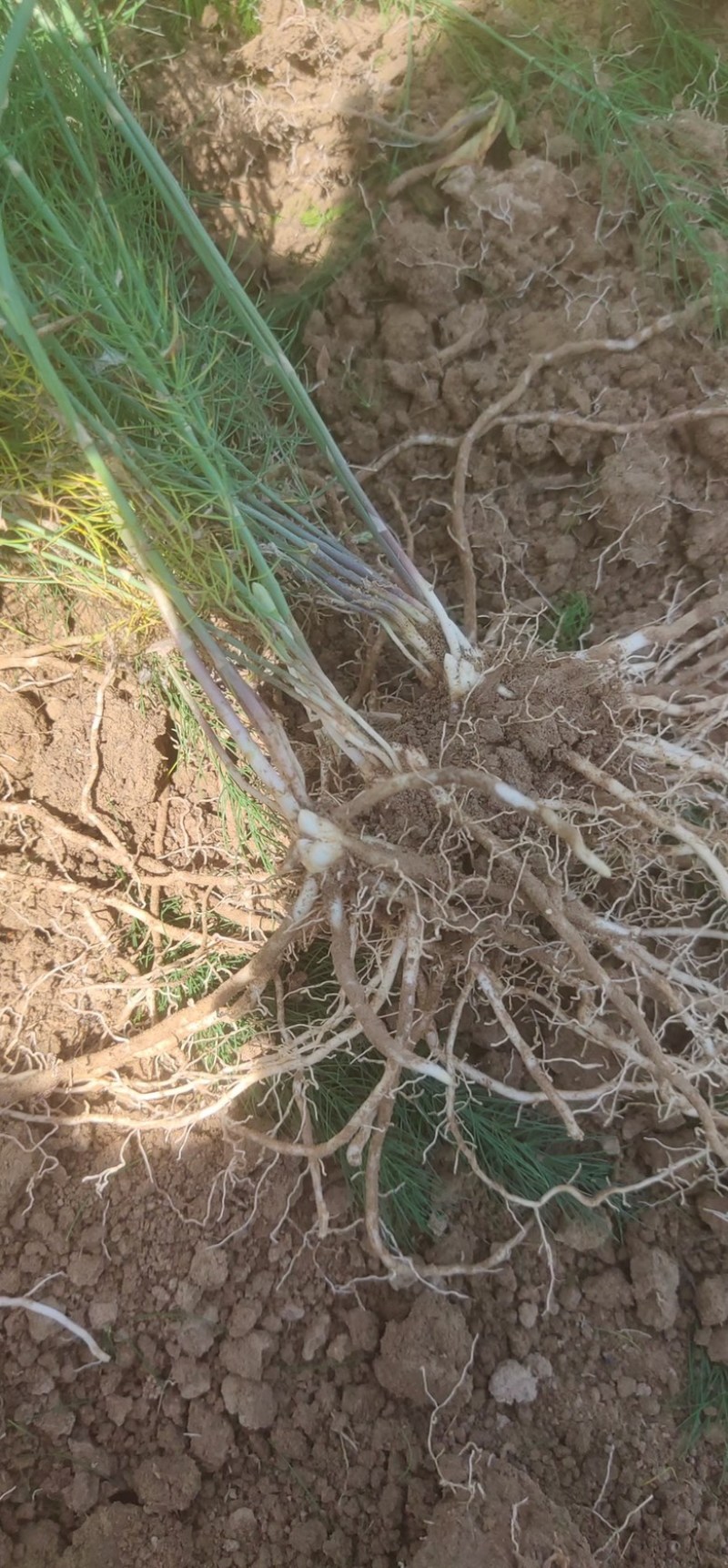 芦笋苗多年生植物抗病抗寒一次种植多年采收