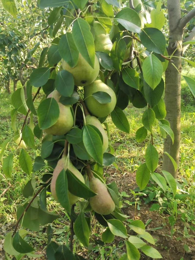 一面红梨已成熟了，我们这里一家就两万多斤货，货源充足