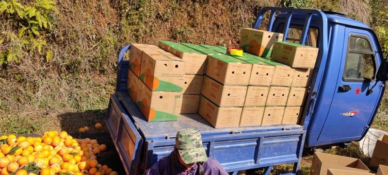 【一手货源】赣南脐橙量大从优产地直销对接各大市场