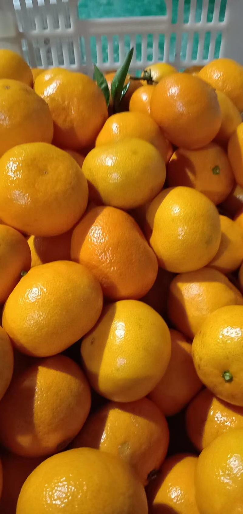 巜电商优选》湖北早熟蜜橘柑橘对接电商社团外贸出口