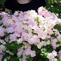 粉色落跑新娘绣球花卉盆栽植物阳台庭院花园八仙花易养耐寒