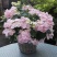 粉色落跑新娘绣球花卉盆栽植物阳台庭院花园八仙花易养耐寒
