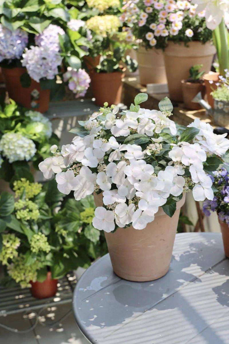 粉色落跑新娘绣球花卉盆栽植物阳台庭院花园八仙花易养耐寒