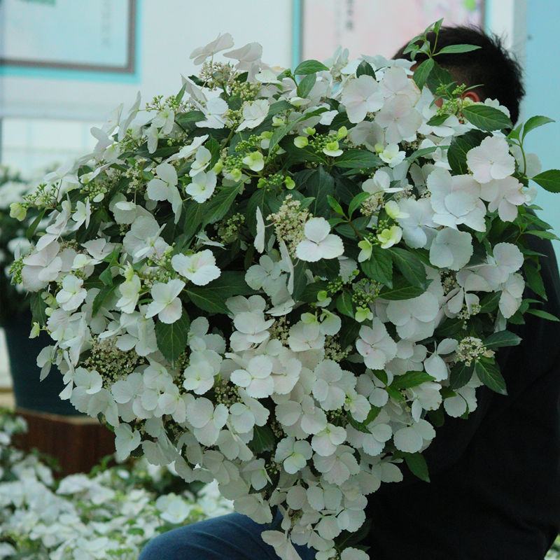 粉色落跑新娘绣球花卉盆栽植物阳台庭院花园八仙花易养耐寒