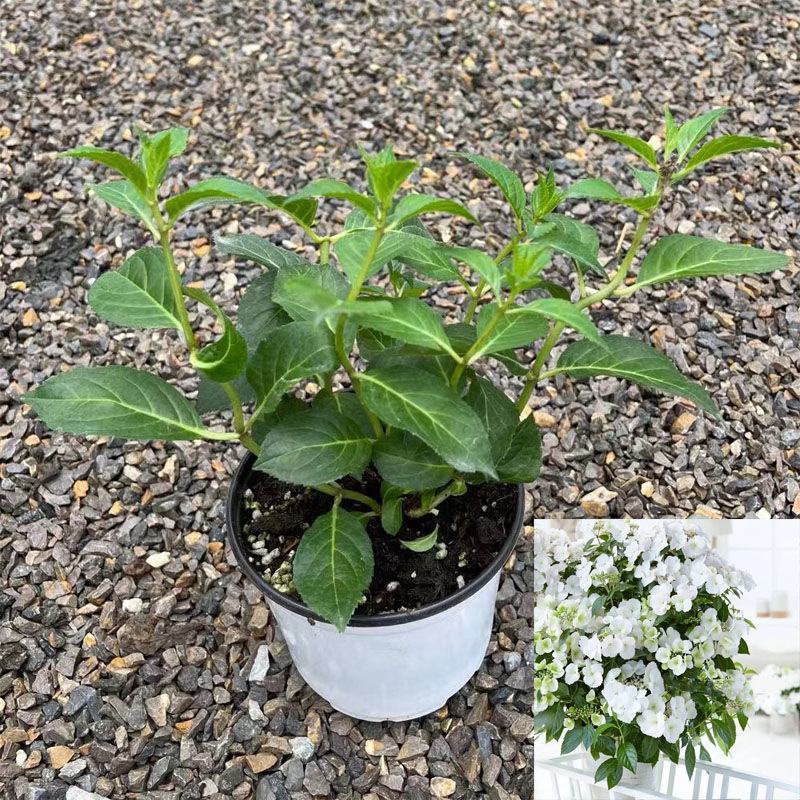 粉色落跑新娘绣球花卉盆栽植物阳台庭院花园八仙花易养耐寒