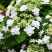 粉色落跑新娘绣球花卉盆栽植物阳台庭院花园八仙花易养耐寒