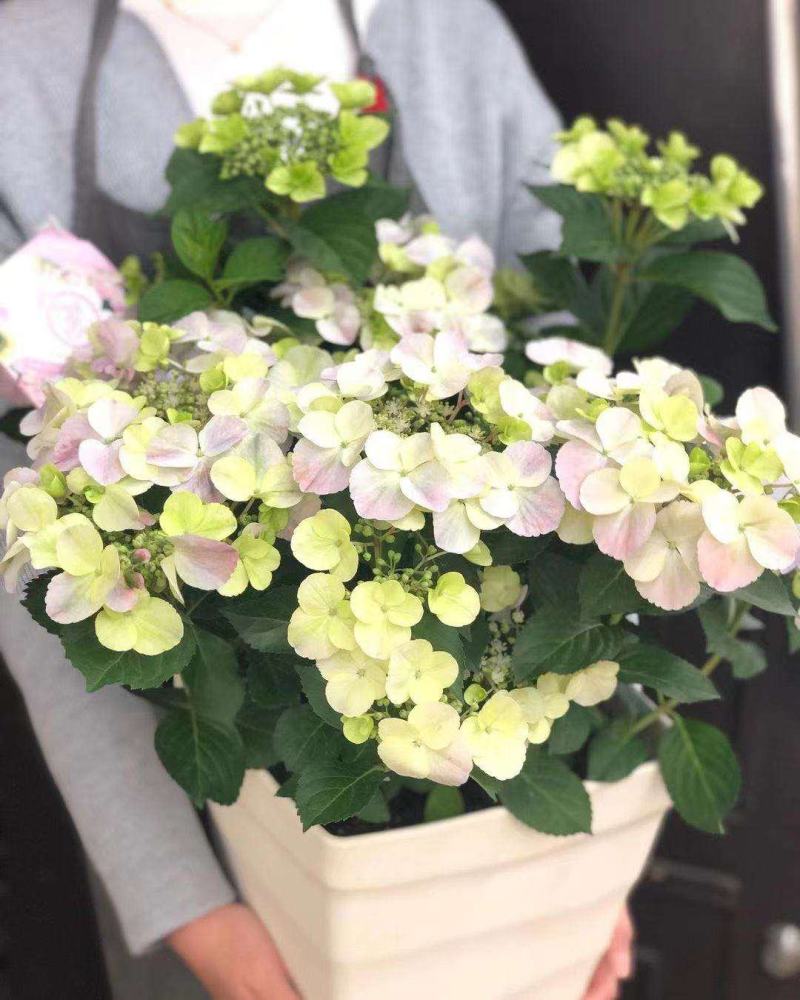 粉色落跑新娘绣球花卉盆栽植物阳台庭院花园八仙花易养耐寒