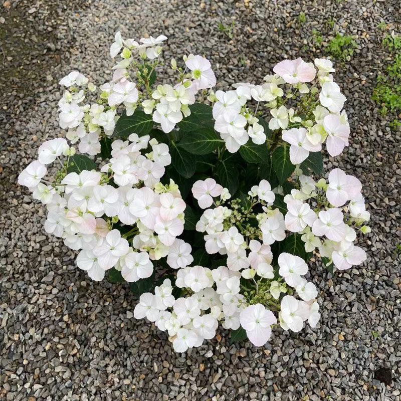 粉色落跑新娘绣球花卉盆栽植物阳台庭院花园八仙花易养耐寒