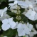 粉色落跑新娘绣球花卉盆栽植物阳台庭院花园八仙花易养耐寒