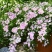 粉色落跑新娘绣球花卉盆栽植物阳台庭院花园八仙花易养耐寒