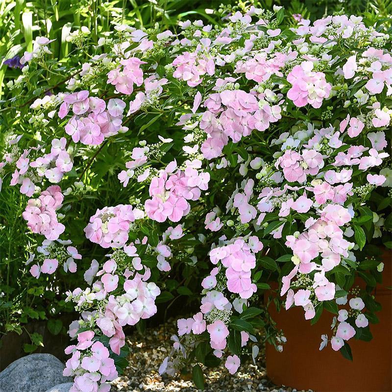 粉色落跑新娘绣球花卉盆栽植物阳台庭院花园八仙花易养耐寒