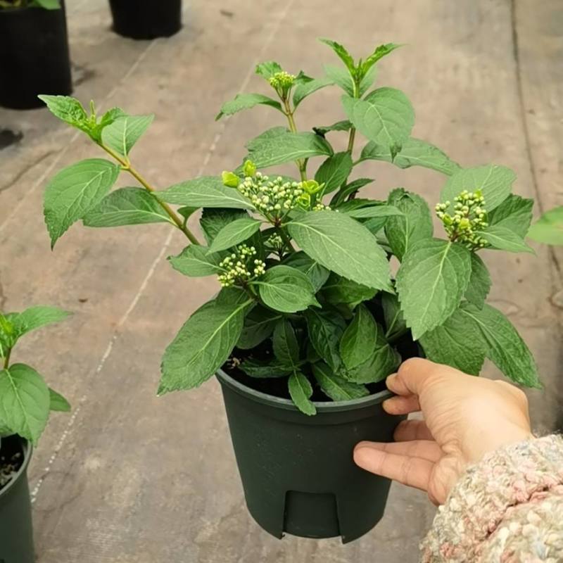 粉色落跑新娘绣球花卉盆栽植物阳台庭院花园八仙花易养耐寒