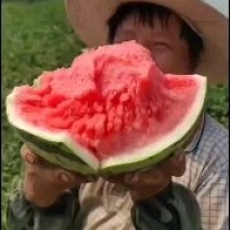 北京顺义麒麟西瓜无籽头茬麒麟美都瓜地直销。。。。。