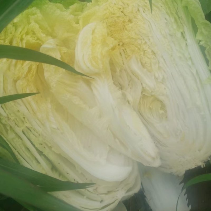 白菜，金翡翠