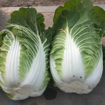 吉林东北黄心白菜大量上市。一手货源，欢迎采购。