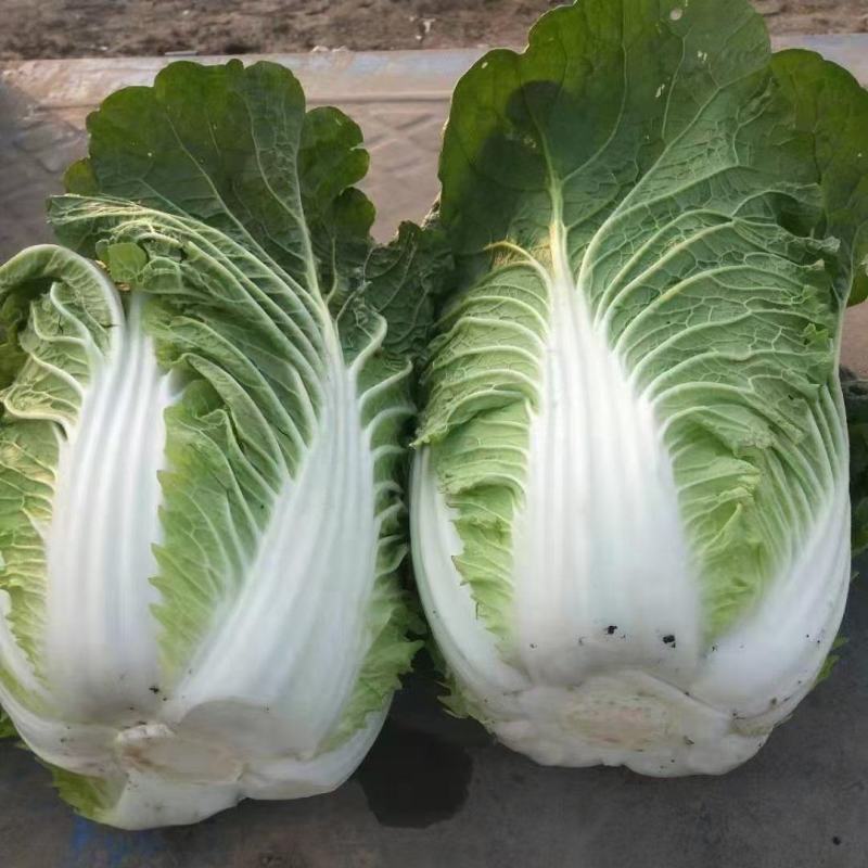 吉林东北黄心白菜大量上市。一手货源，欢迎采购。