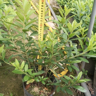 毛杜鹃