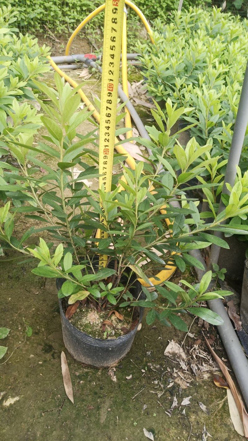 毛杜鹃