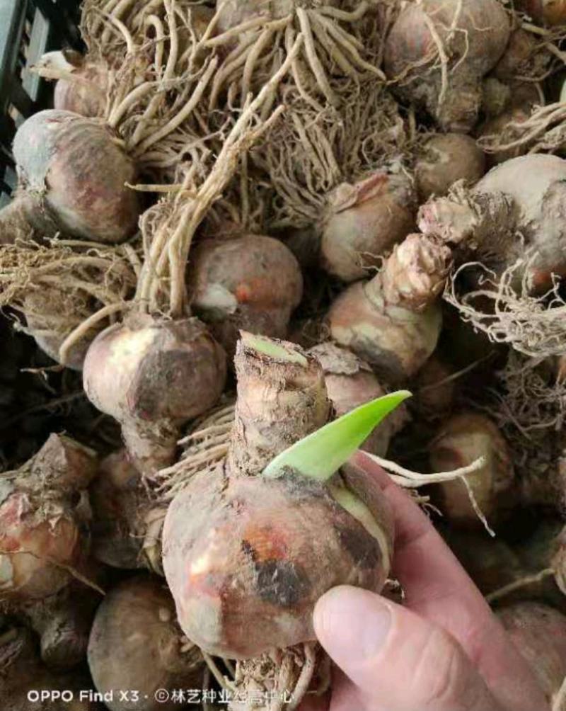 朱顶红种球荷兰重瓣室内盆栽花卉四季开花室外大球根易种活
