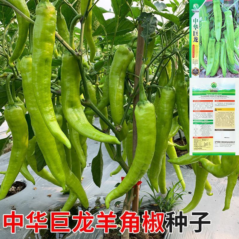 基地专用淡黄皮大果尖椒种子辣味香浓粗长牛角型辣椒种子耐热