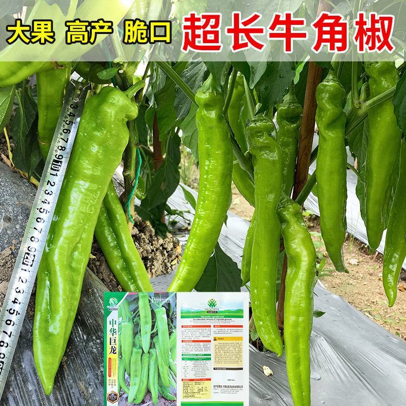 基地专用淡黄皮大果尖椒种子辣味香浓粗长牛角型辣椒种子耐热