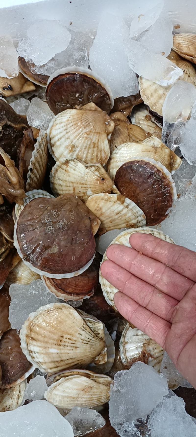 黄海夏怡贝