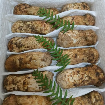 松茸云南野生松茸鲜货顺丰包邮损坏包赔