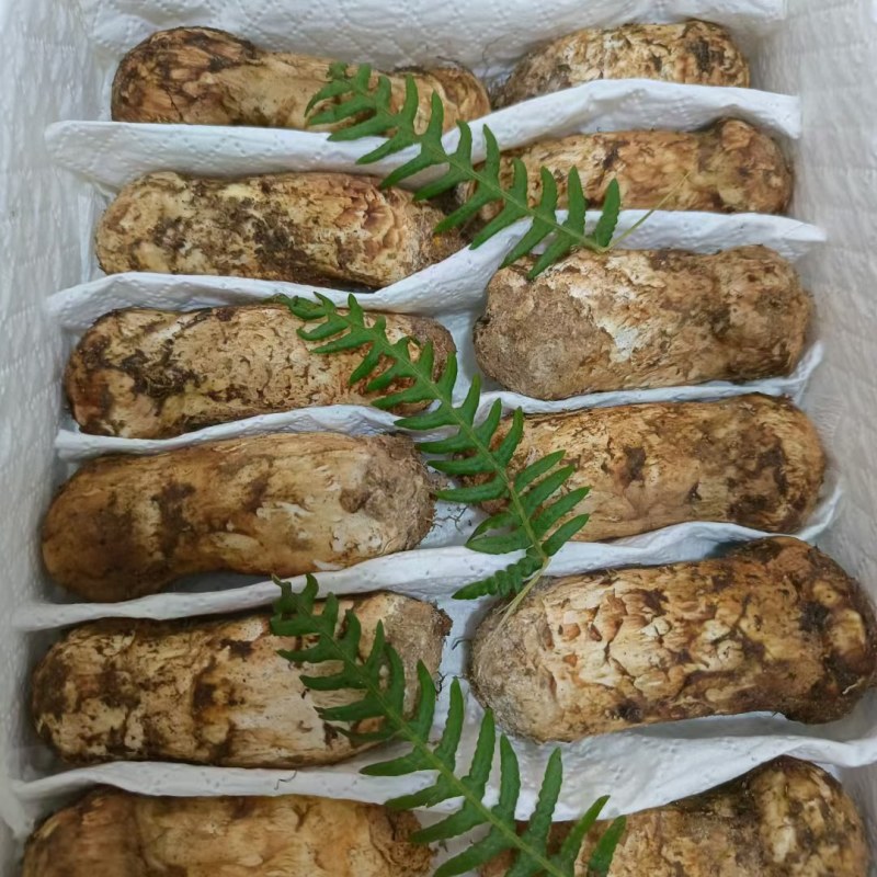 松茸云南野生松茸鲜货顺丰包邮损坏包赔