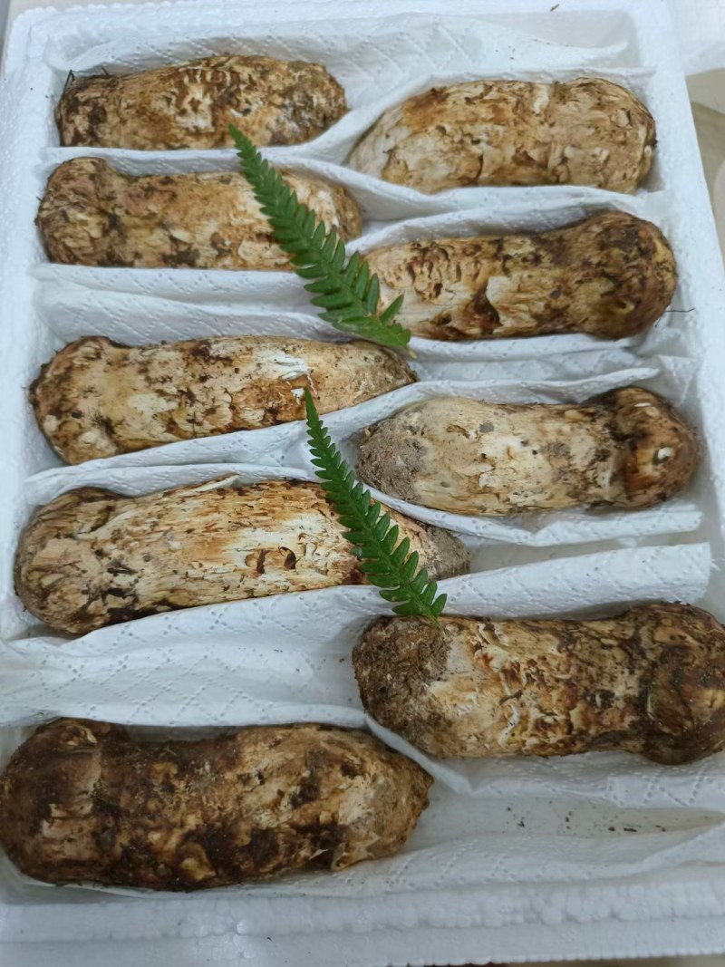松茸云南野生松茸鲜货顺丰包邮损坏包赔