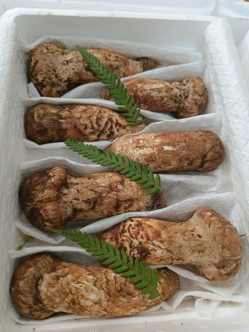 松茸云南野生松茸鲜货顺丰包邮损坏包赔
