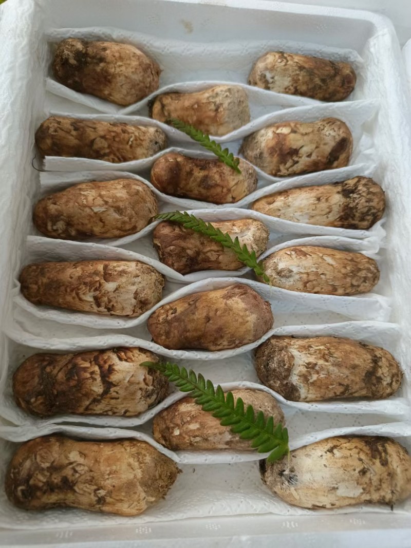 松茸云南野生松茸鲜货顺丰包邮损坏包赔