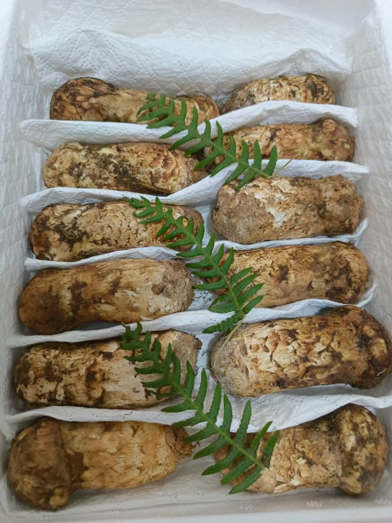 松茸云南野生松茸鲜货顺丰包邮损坏包赔