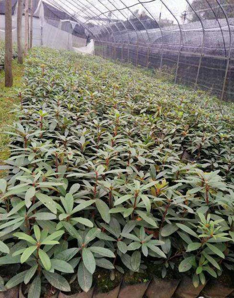 高山杜鹃马缨花苗云南大红花庭院绿植盆景盆栽苗木