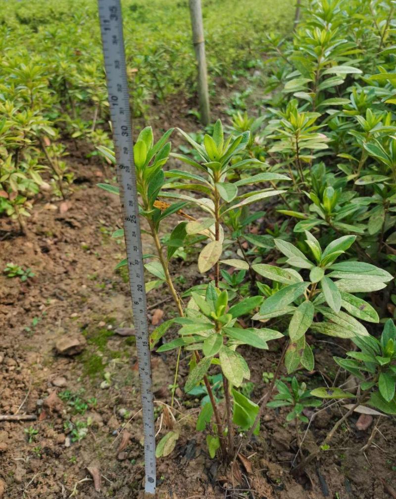 高山杜鹃马缨花苗云南大红花庭院绿植盆景盆栽苗木