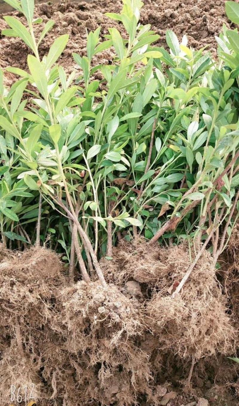 高山杜鹃马缨花苗云南大红花庭院绿植盆景盆栽苗木
