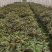 高山杜鹃马缨花苗云南大红花庭院绿植盆景盆栽苗木
