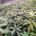 高山杜鹃马缨花苗云南大红花庭院绿植盆景盆栽苗木