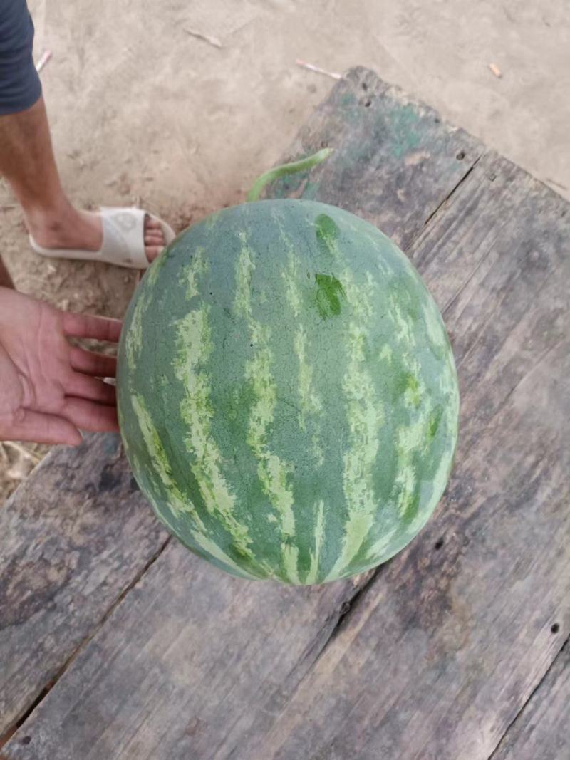 《精选》花皮无籽西瓜开封无籽西瓜基地直供包熟包甜