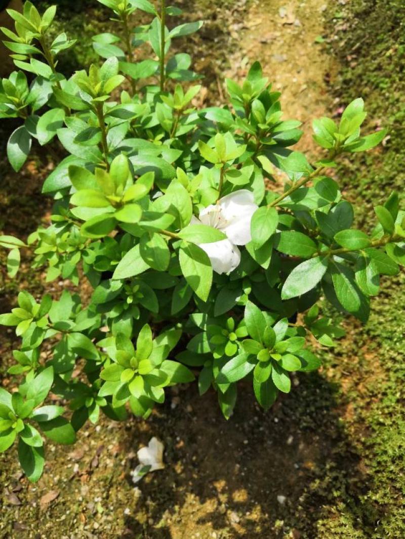 （精选）皋月杜鹃盆栽基地直销量大有货