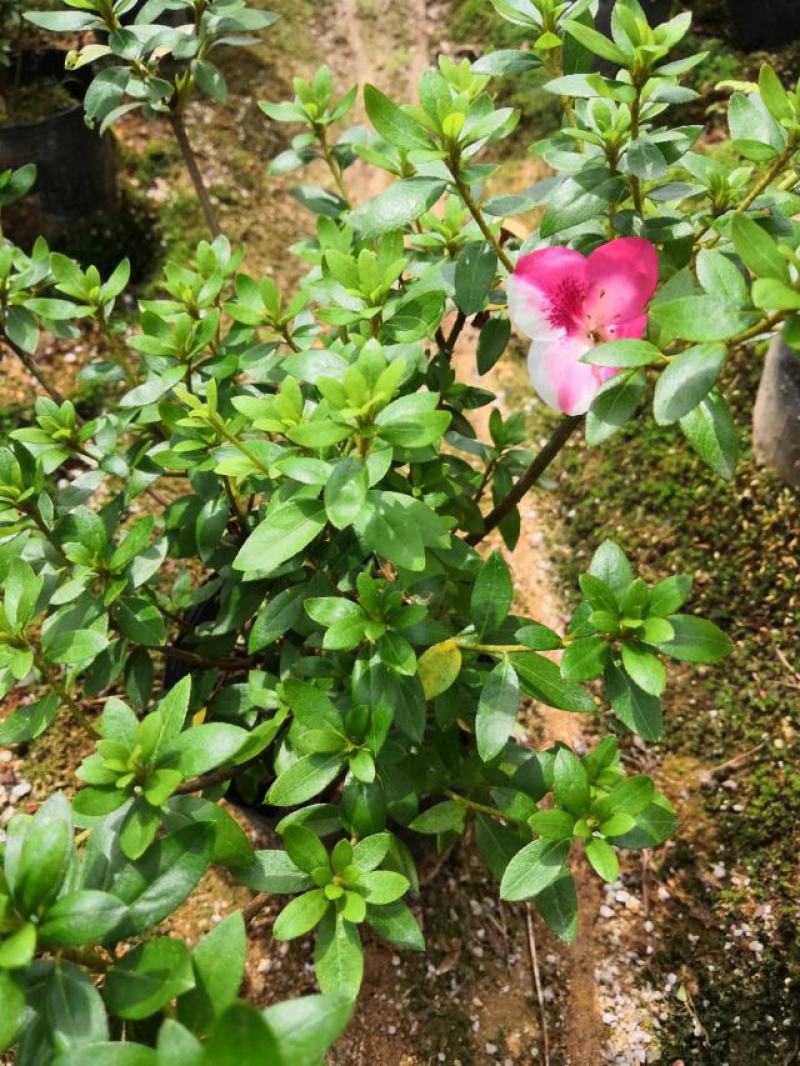 （精选）皋月杜鹃盆栽基地直销量大有货