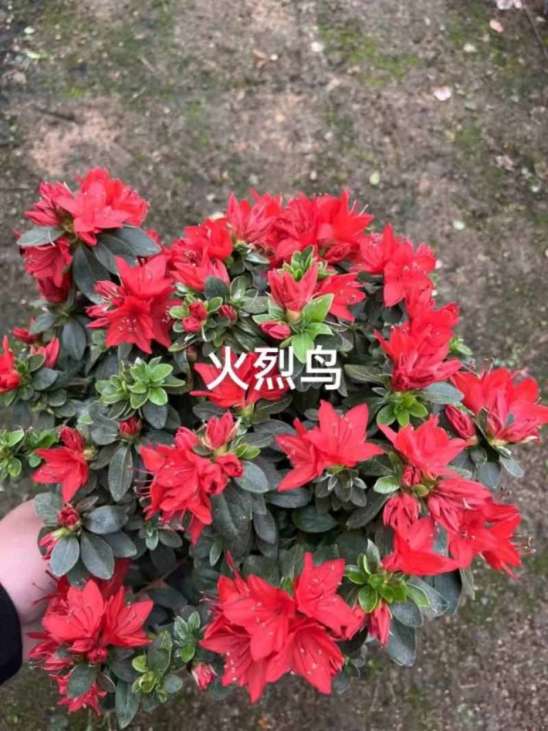 （精选）皋月杜鹃盆栽基地直销量大有货