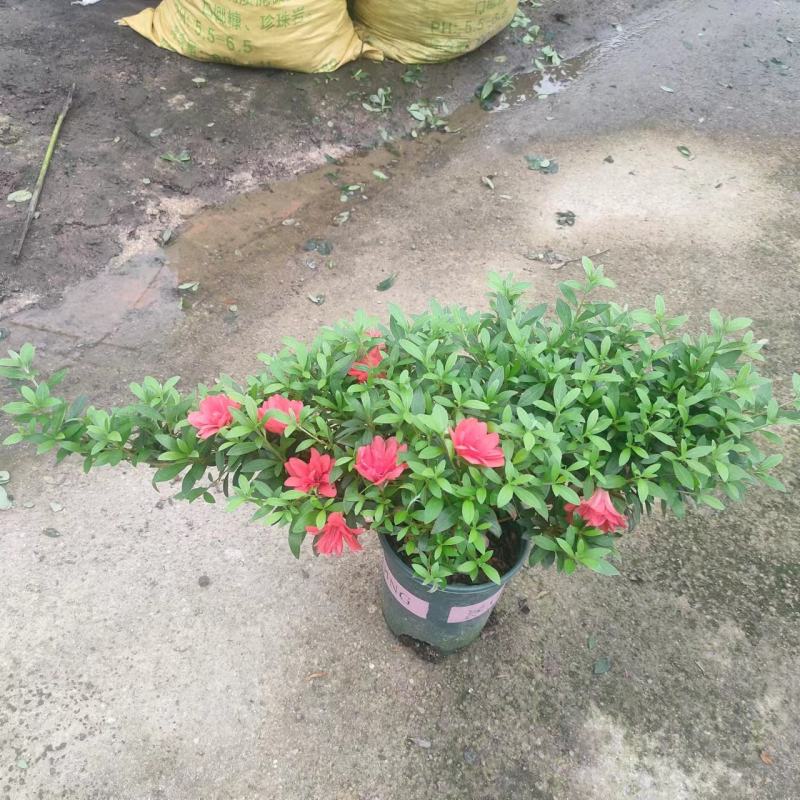 （精选）皋月杜鹃盆栽基地直销量大有货
