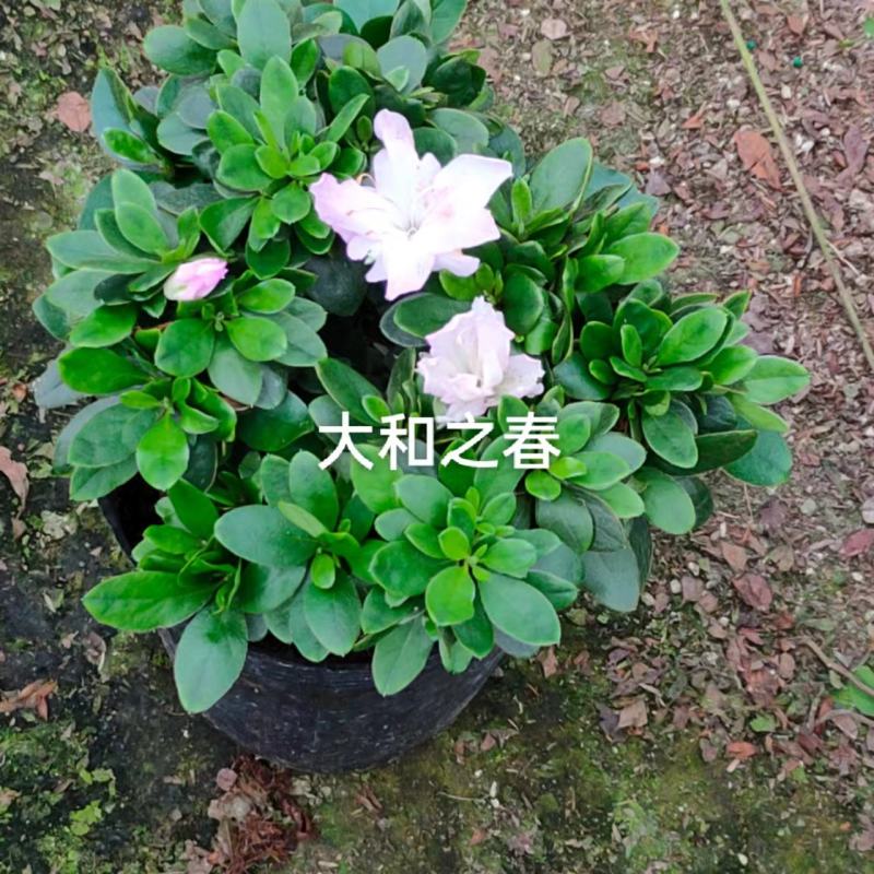 （精选）皋月杜鹃盆栽基地直销量大有货