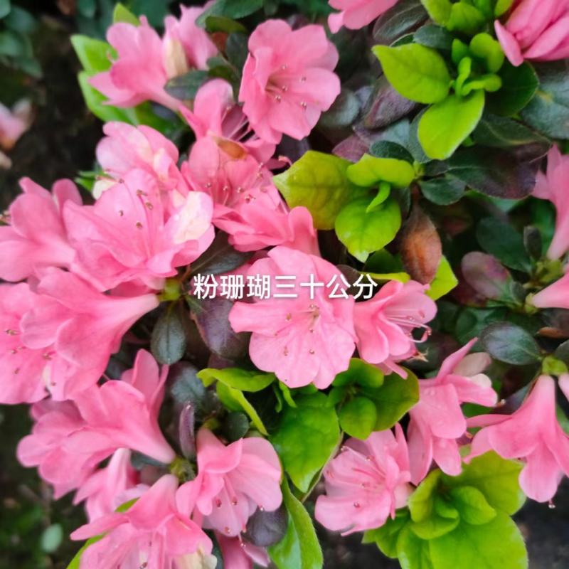 （精选）皋月杜鹃盆栽基地直销量大有货