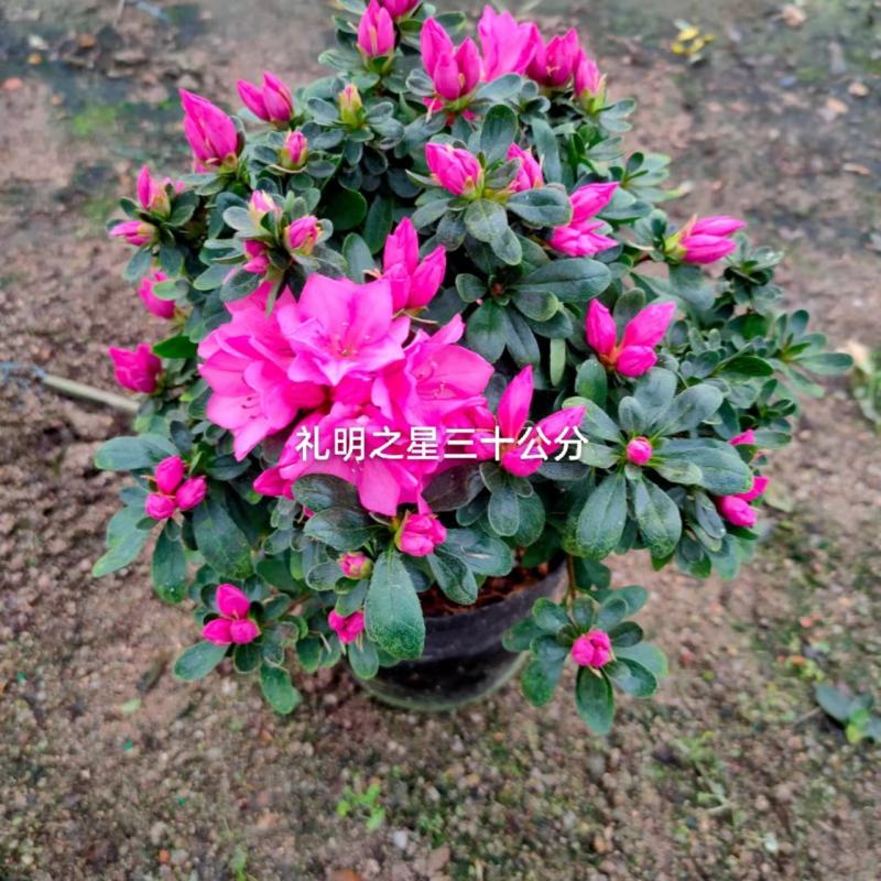 （精选）皋月杜鹃盆栽基地直销量大有货