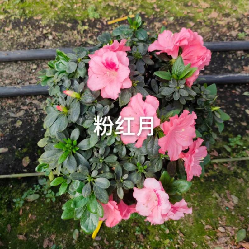 （精选）皋月杜鹃盆栽基地直销量大有货