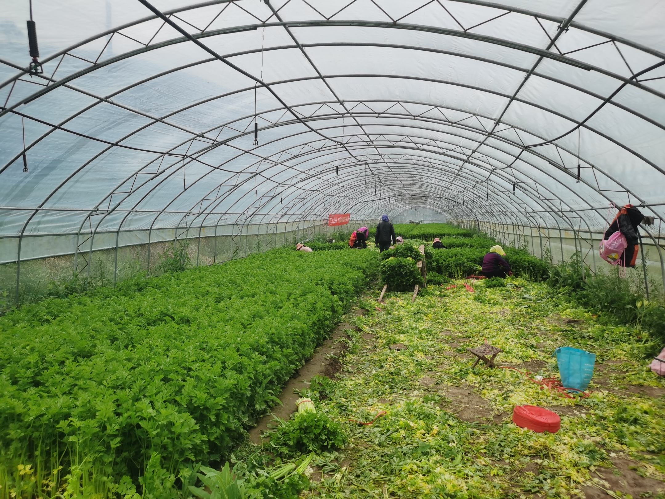 泾阳村民在西红柿大棚中进行采摘作业