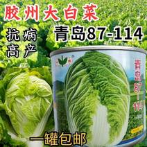 青岛87-114大白菜种子胶州高产秋播冬储耐寒大白菜种