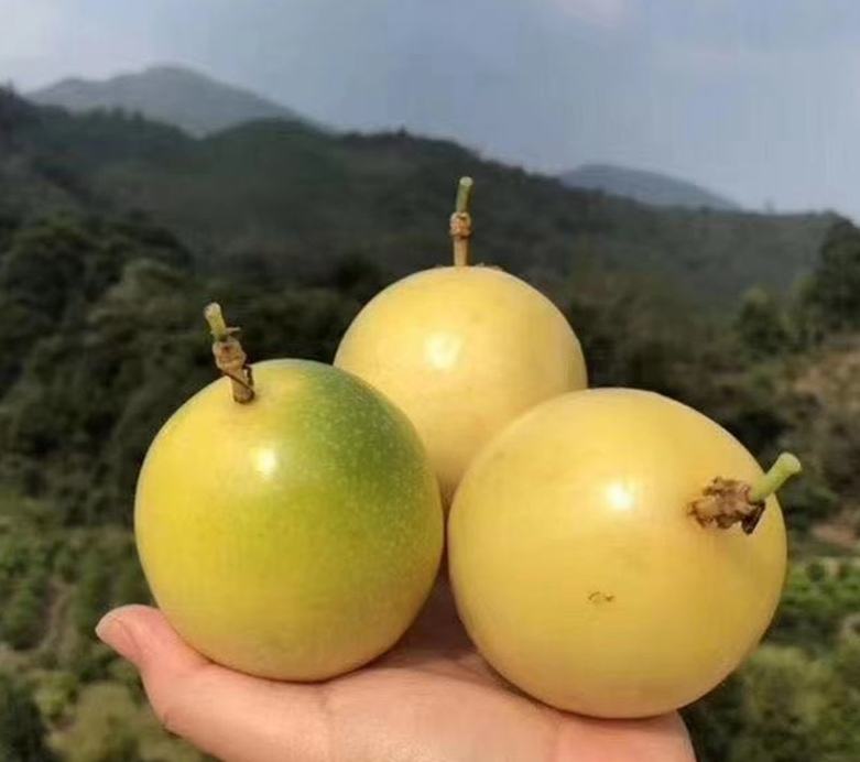 黄金百香果不同大小对比图