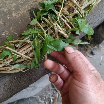 抽筋腾，抽筋草，抽筋草根